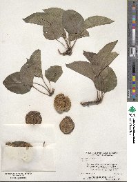 Sorbus californica image