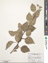 Pyrus calleryana image