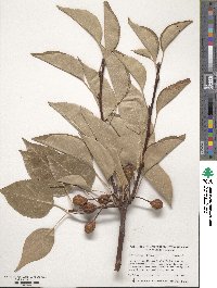 Pyrus calleryana image