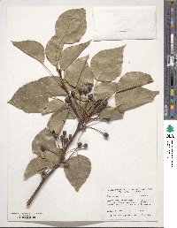 Pyrus calleryana image