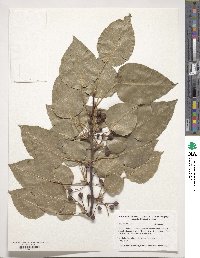 Pyrus calleryana image