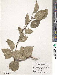 Pyrus calleryana image