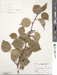 Pyrus calleryana image