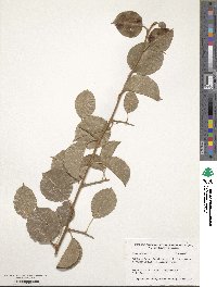 Pyrus calleryana image