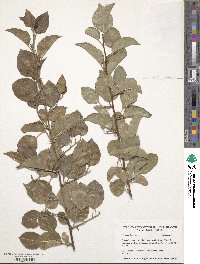 Pyrus calleryana image