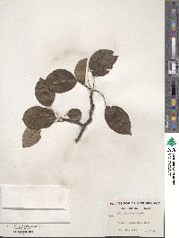 Pyrus communis image