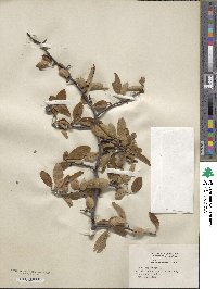 Pyrus coronaria image