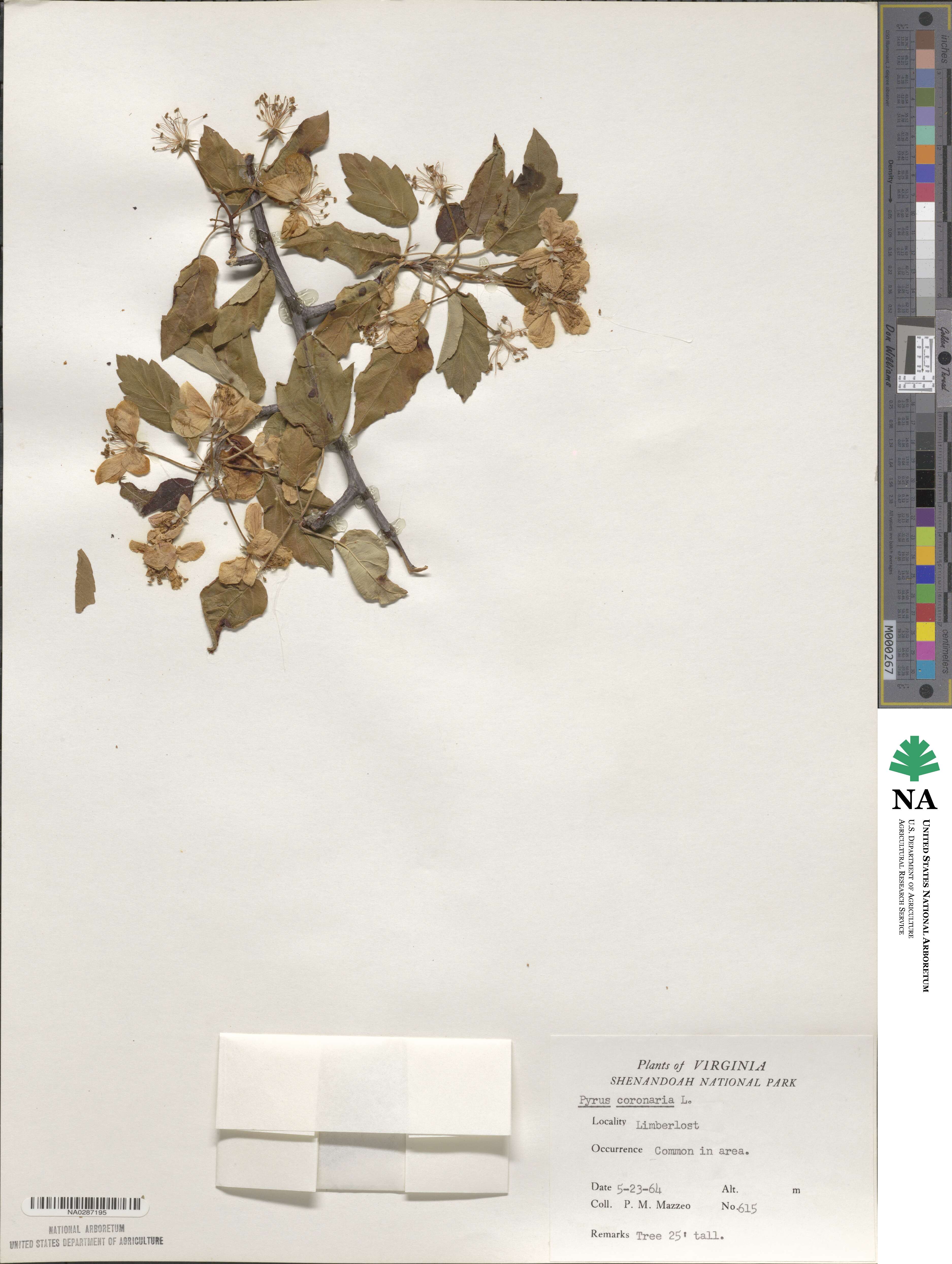 Pyrus coronaria image