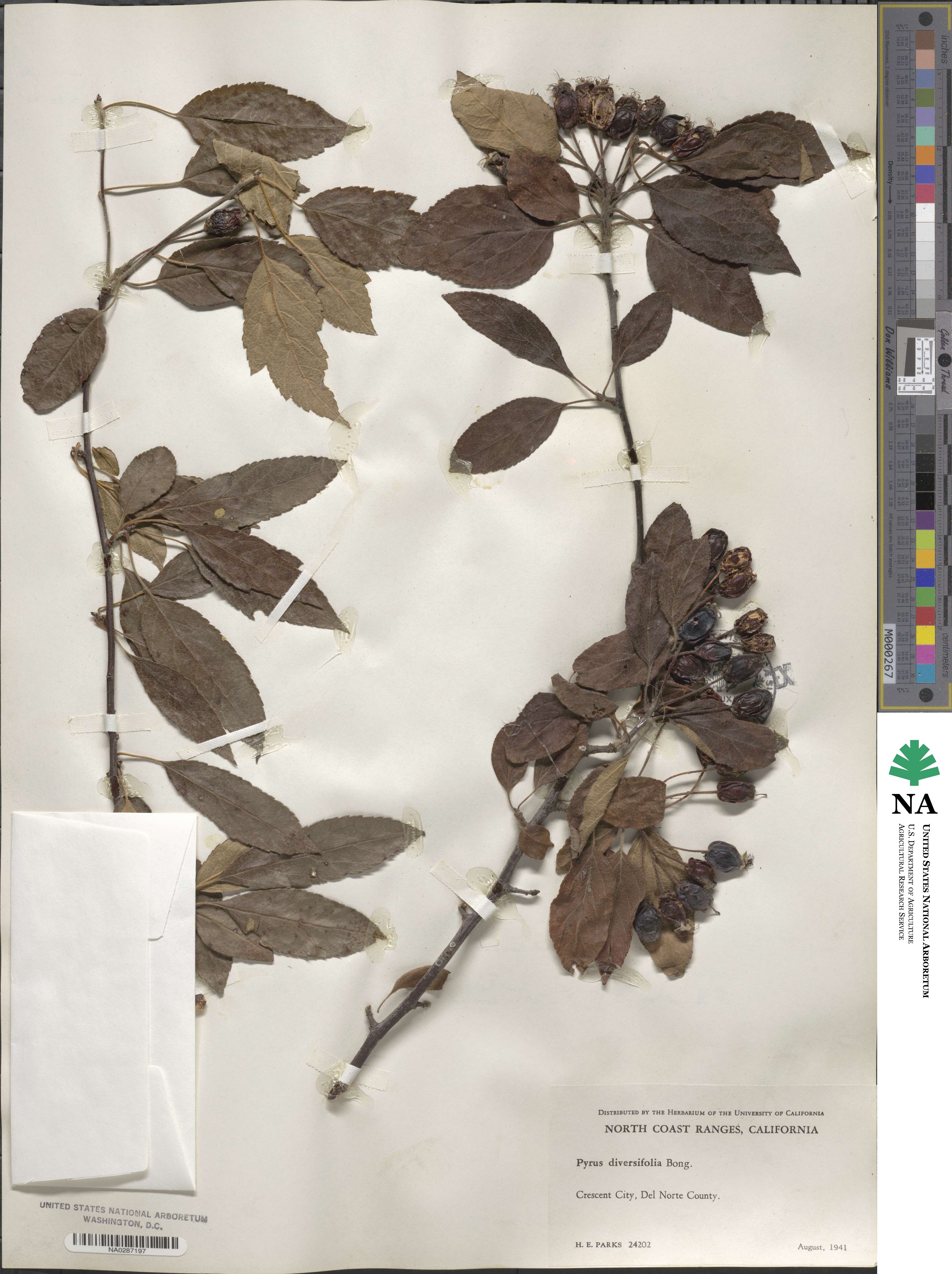 Malus fusca image