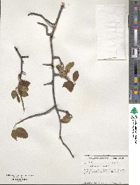 Malus ioensis image