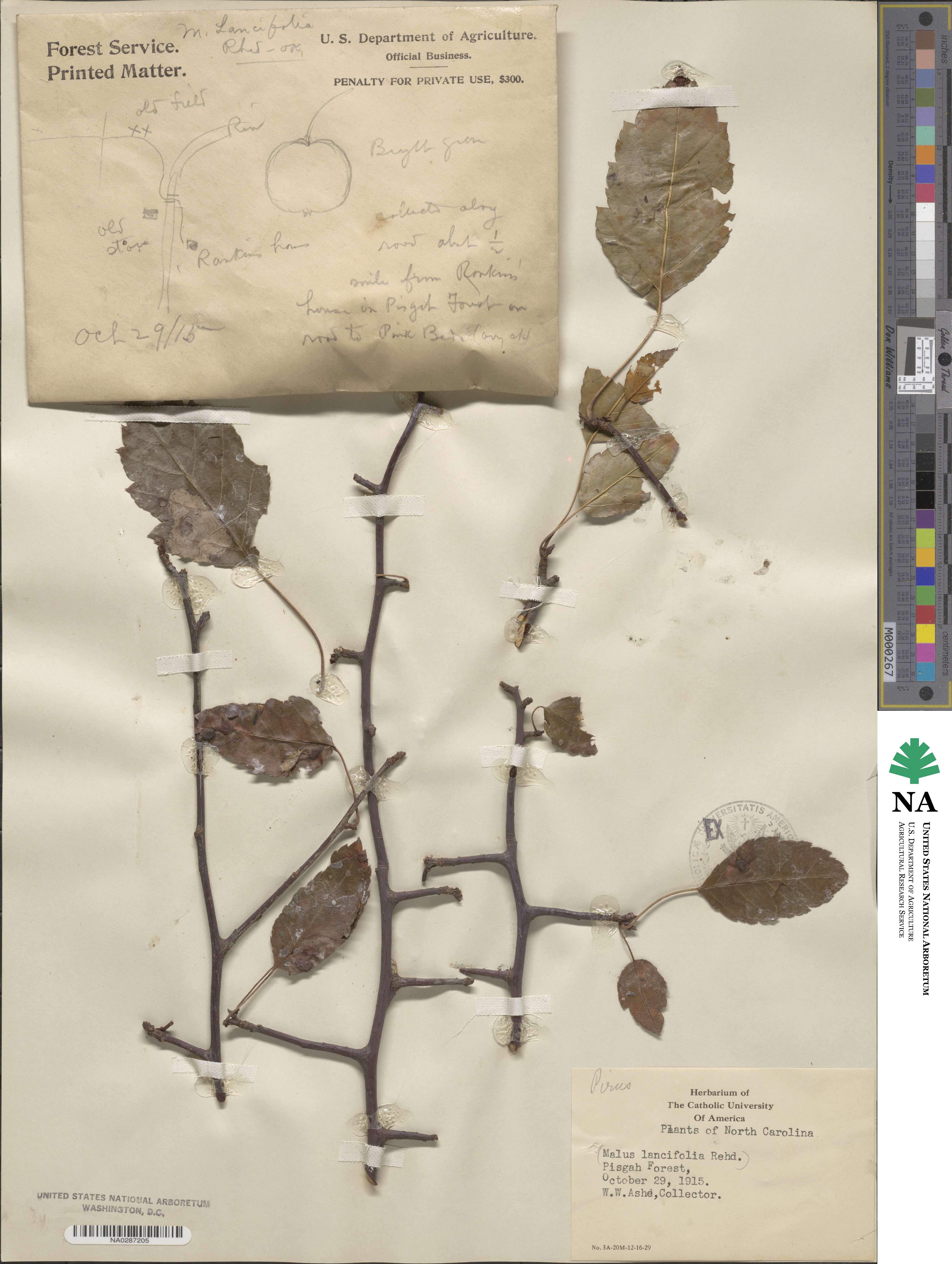 Malus coronaria image