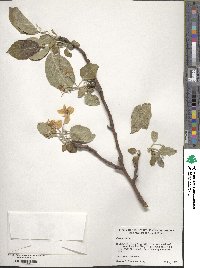 Pyrus malus image