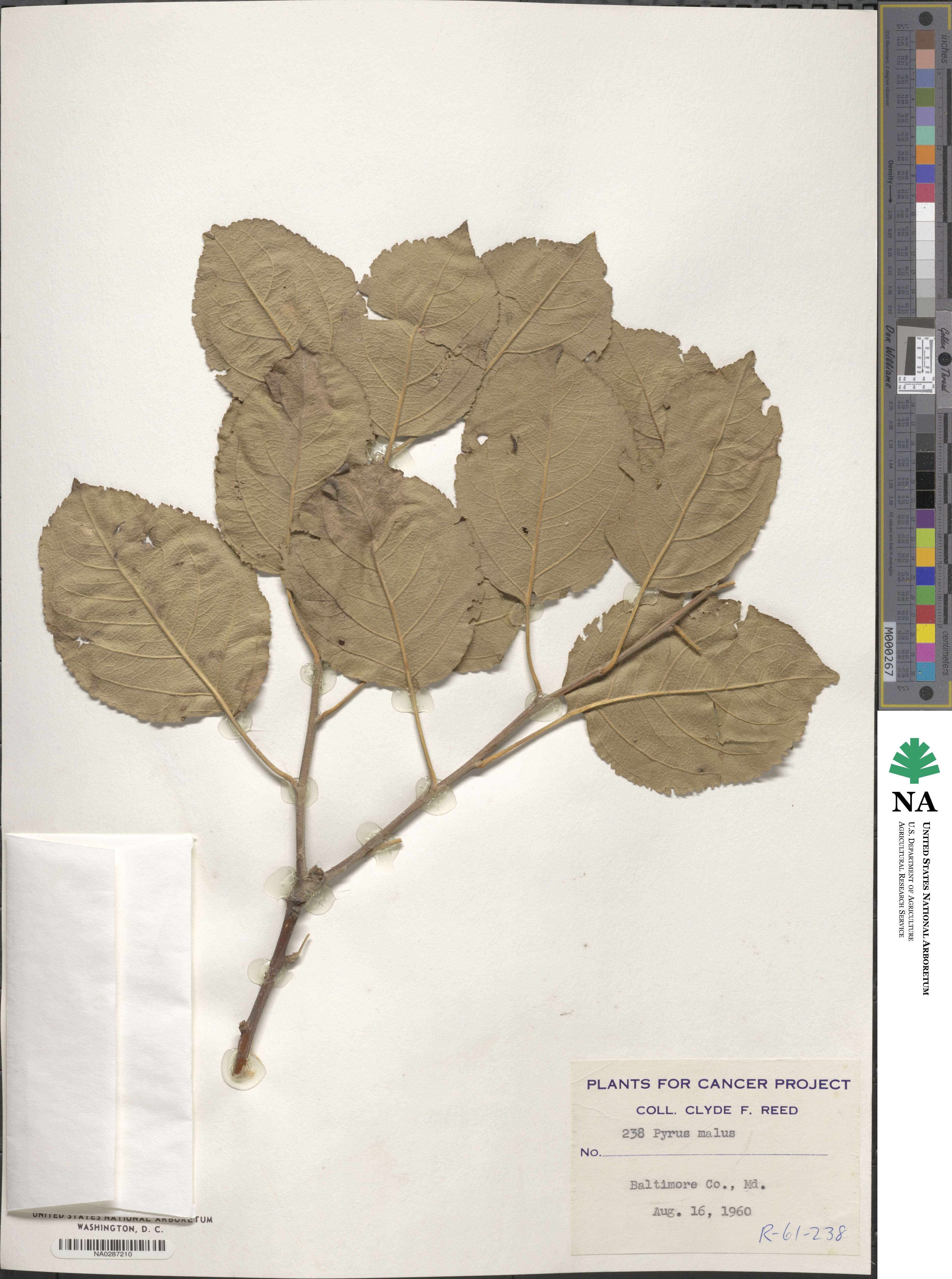 Pyrus malus image