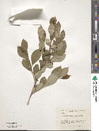 Aronia melanocarpa image