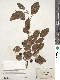 Pyrus rivularis image