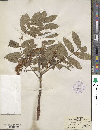 Sorbus sambucifolia image