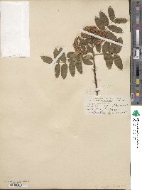 Sorbus sambucifolia image