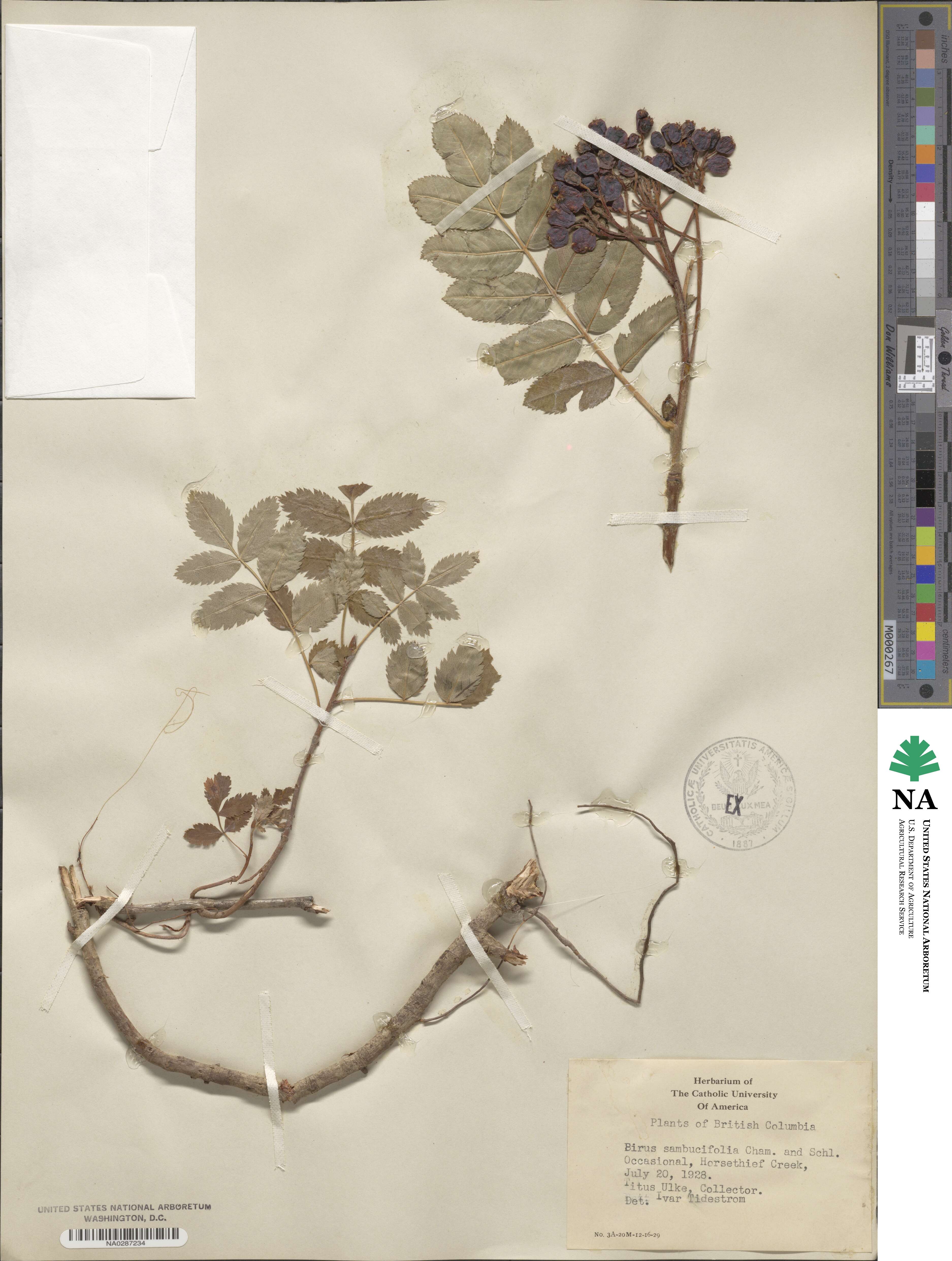 Sorbus sambucifolia image