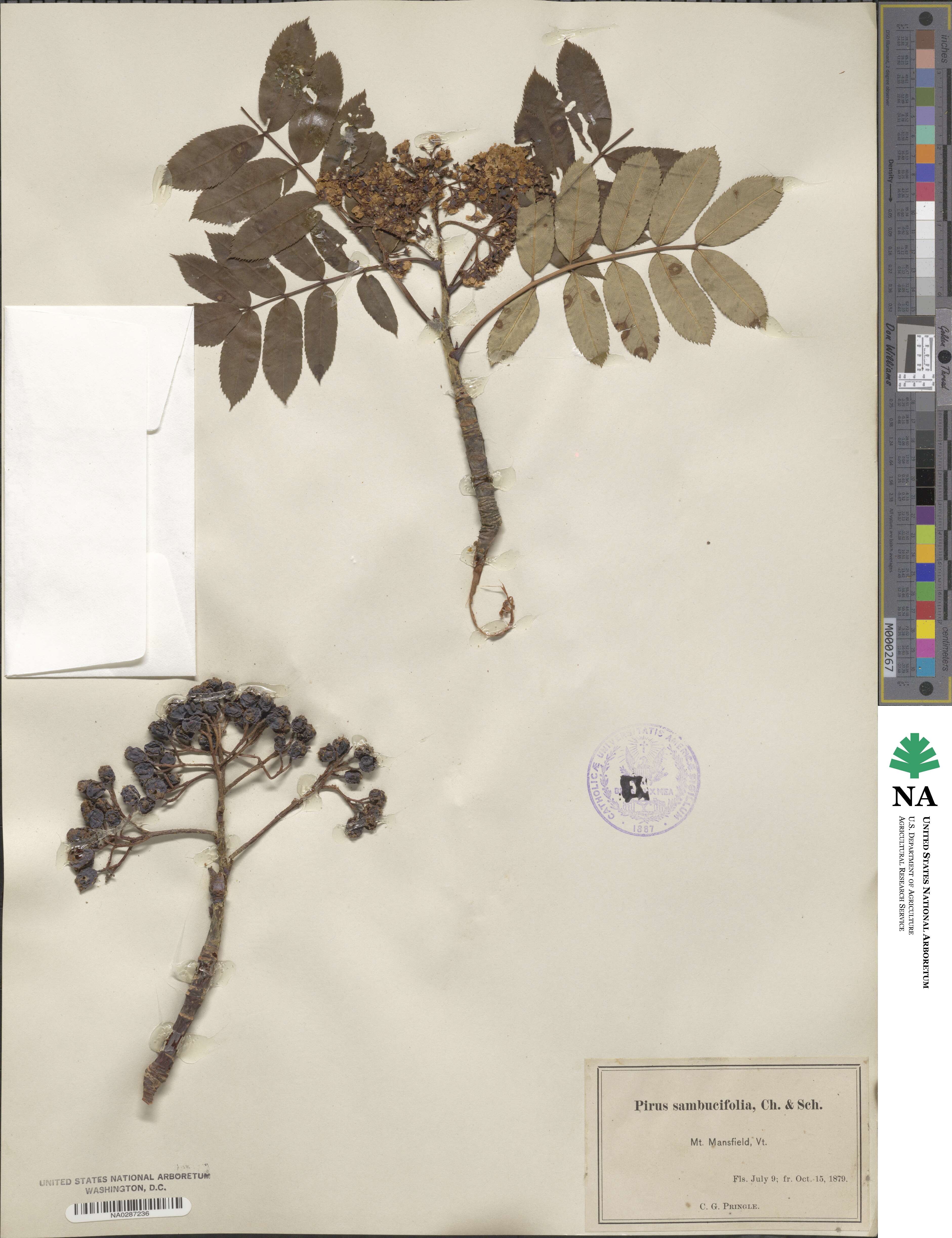 Sorbus sambucifolia image