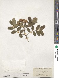 Sorbus sambucifolia image