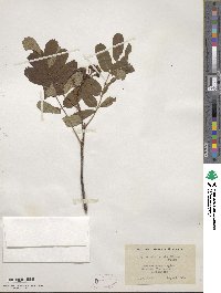 Sorbus sitchensis image