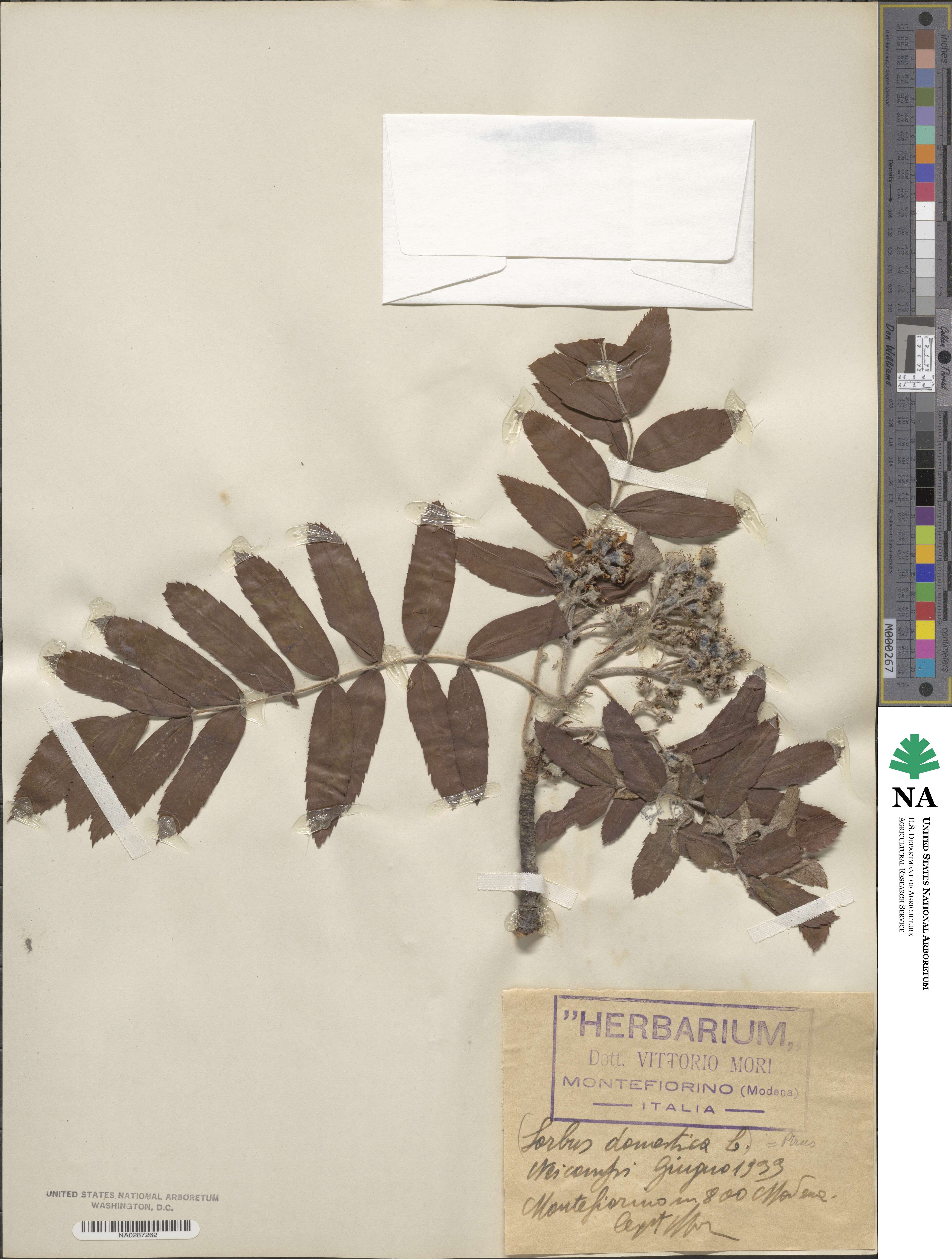Pyrus domestica image