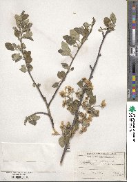 Pyrus elaeagnifolia image