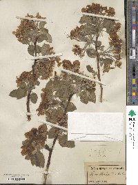 Pyrus malus image