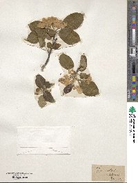 Pyrus malus image