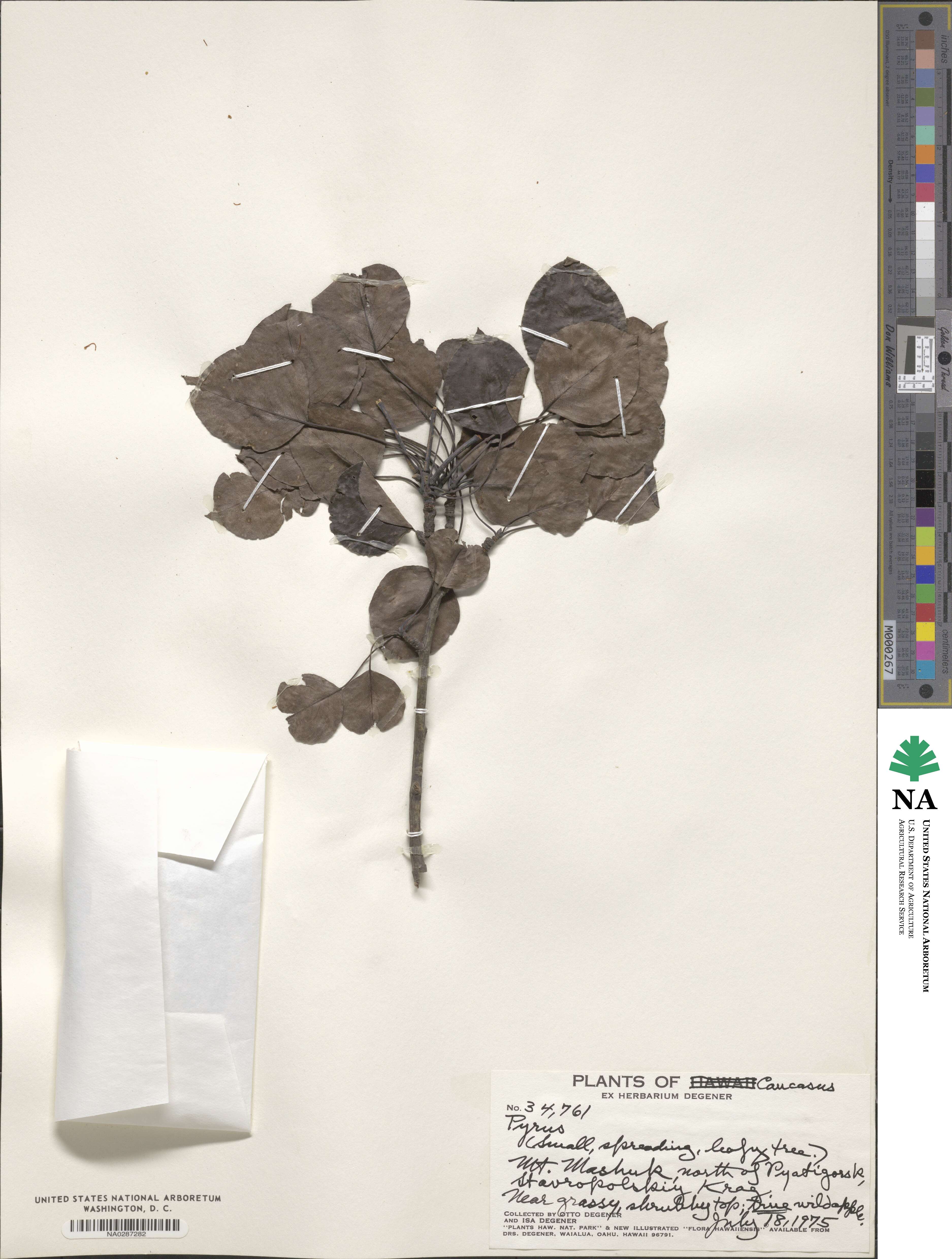 Pyrus image