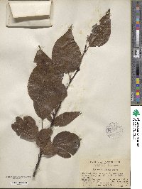 Pyrus calleryana image