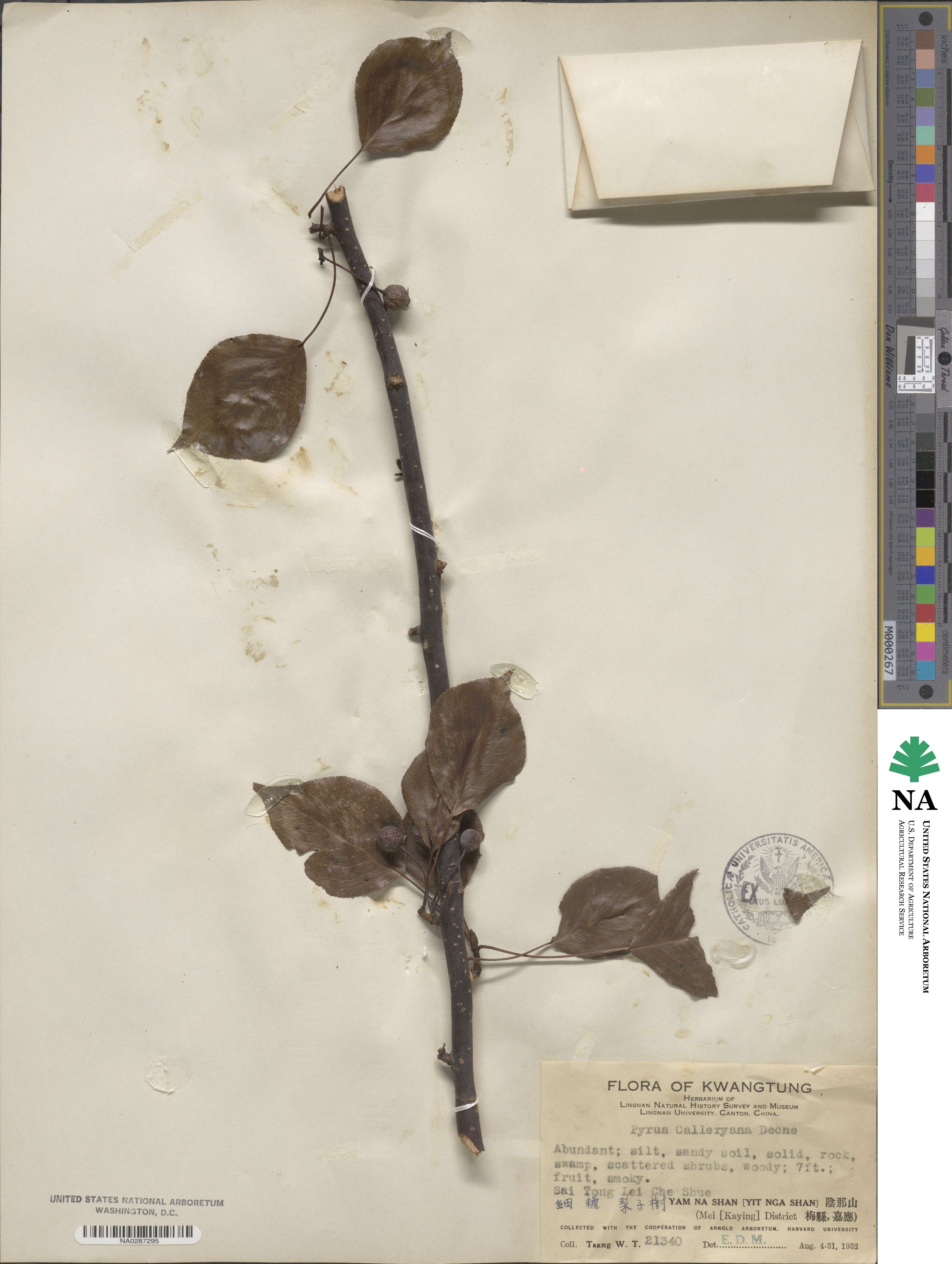 Pyrus calleryana image