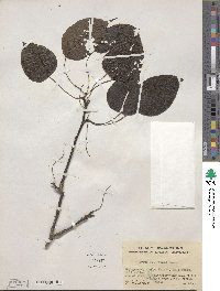 Pyrus calleryana image