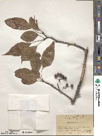 Pyrus calleryana image