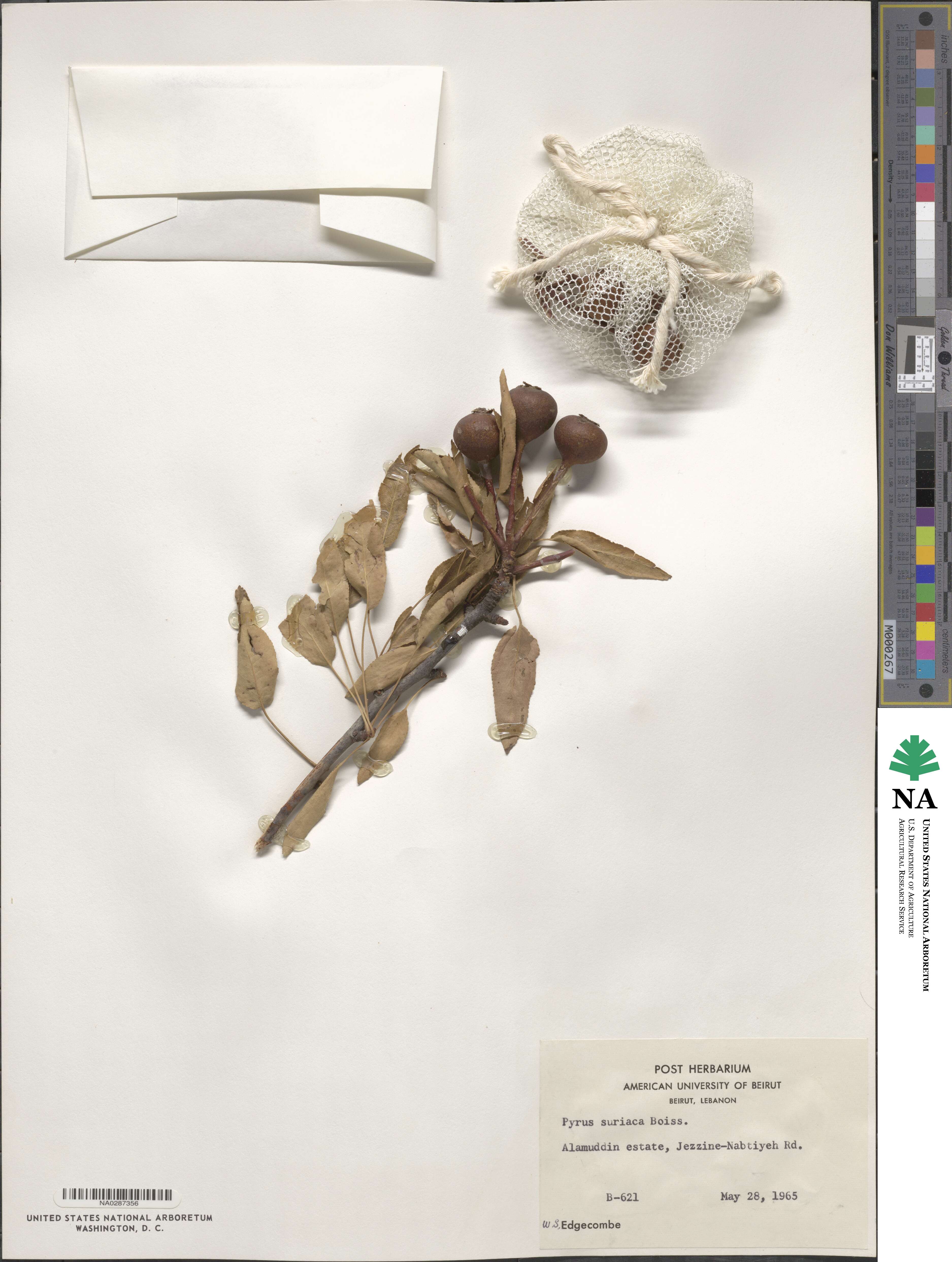 Pyrus syriaca image