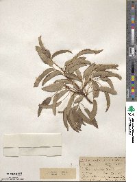 Pyrus syriaca image