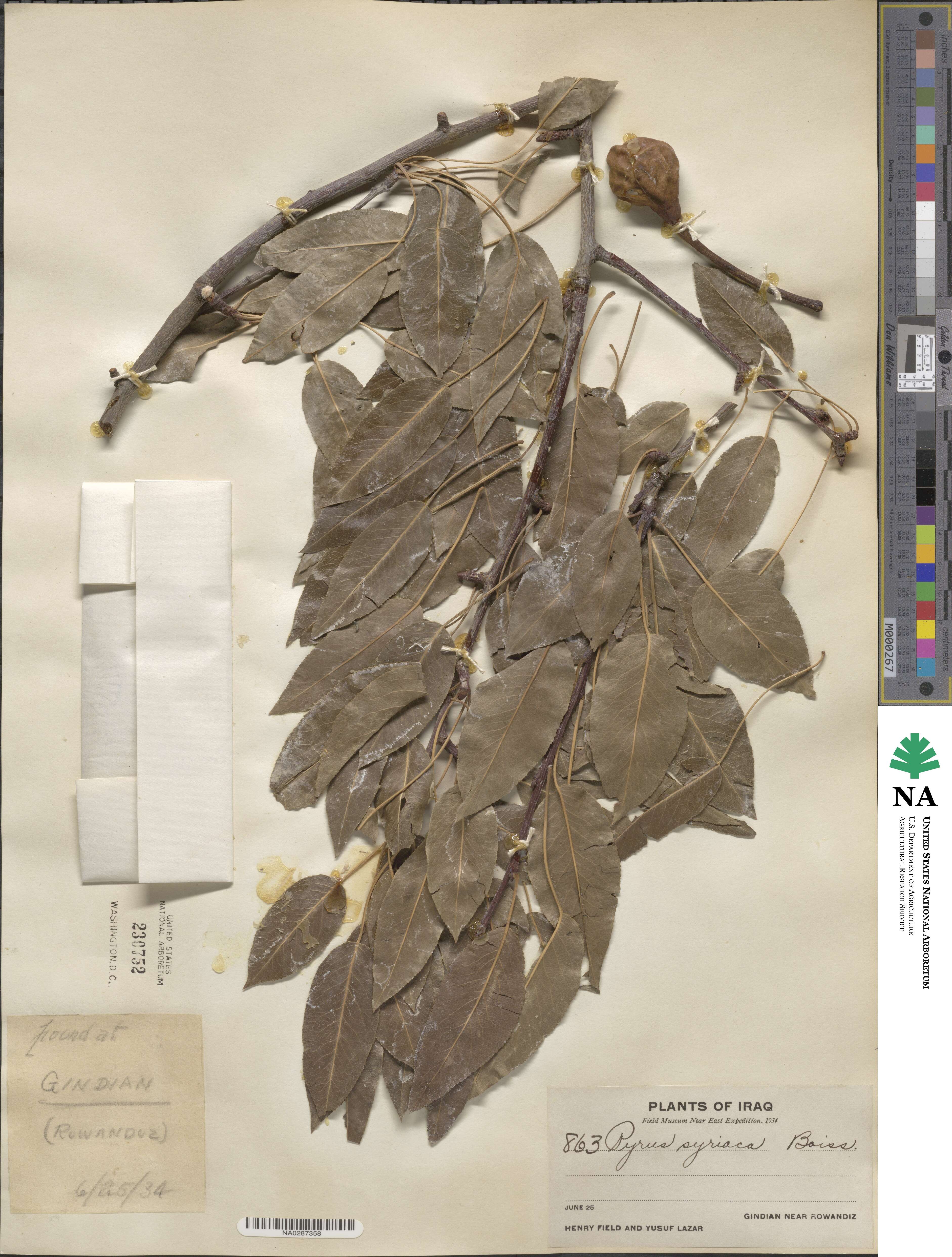 Pyrus syriaca image
