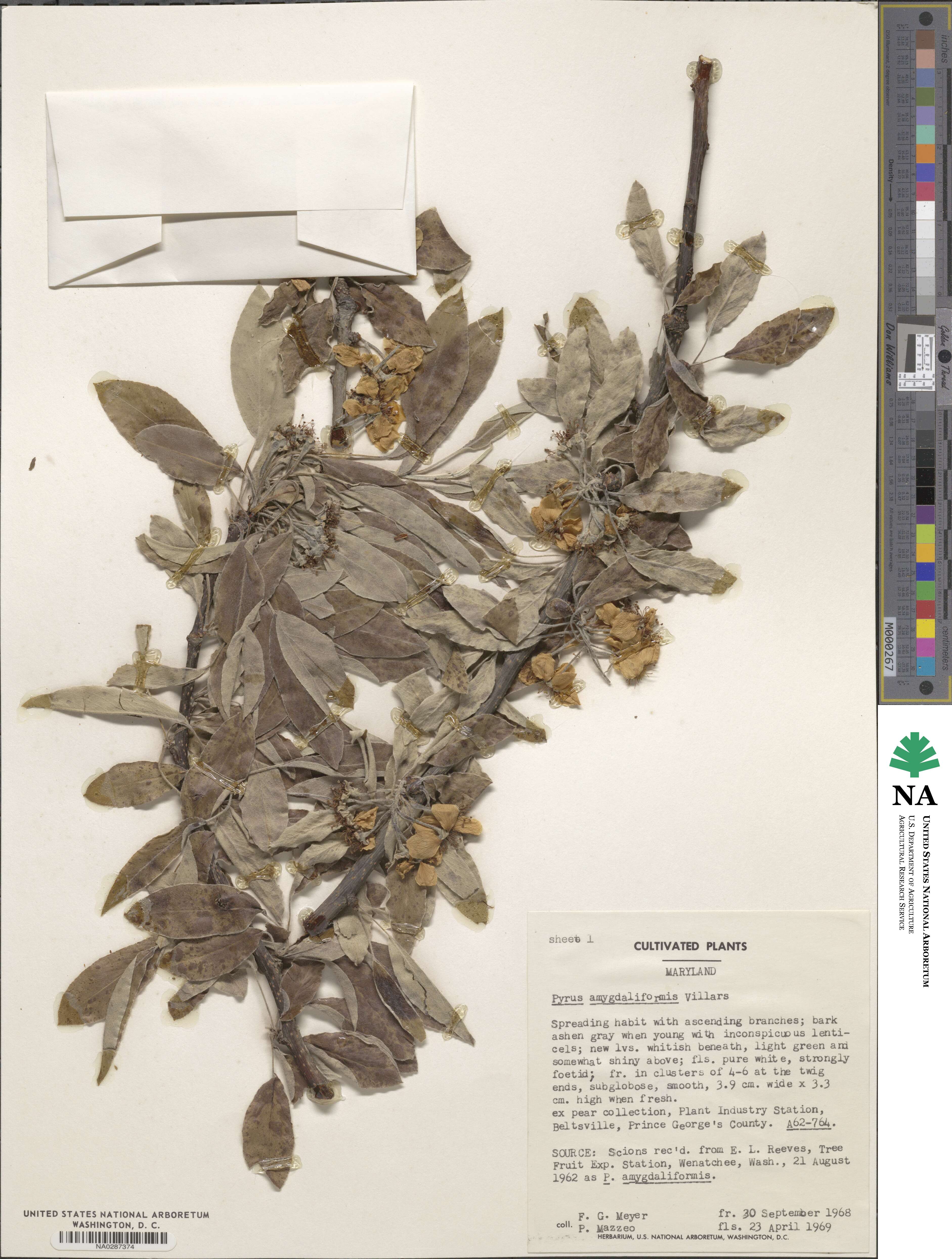 Pyrus spinosa image