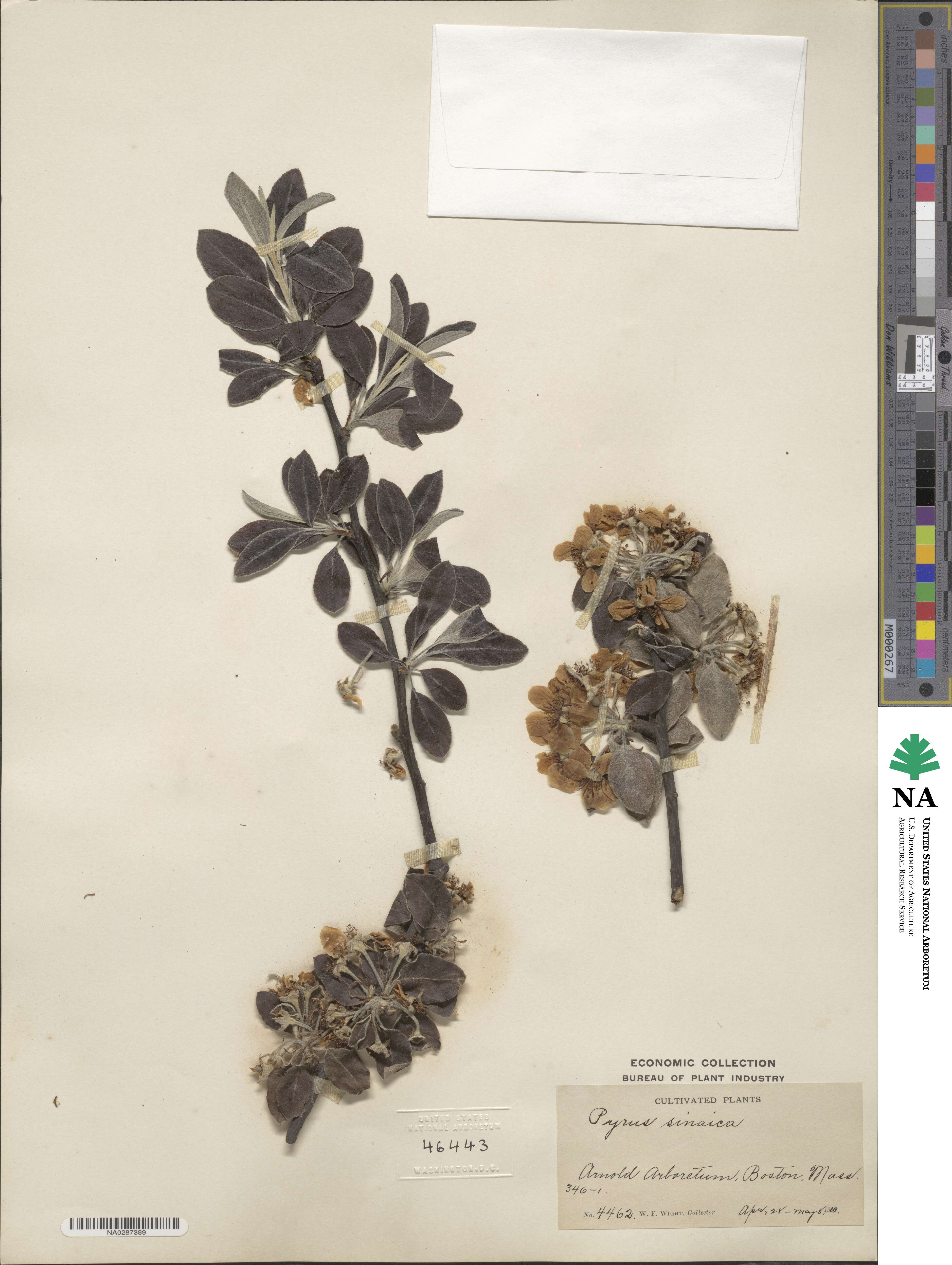 Pyrus sicanorum image
