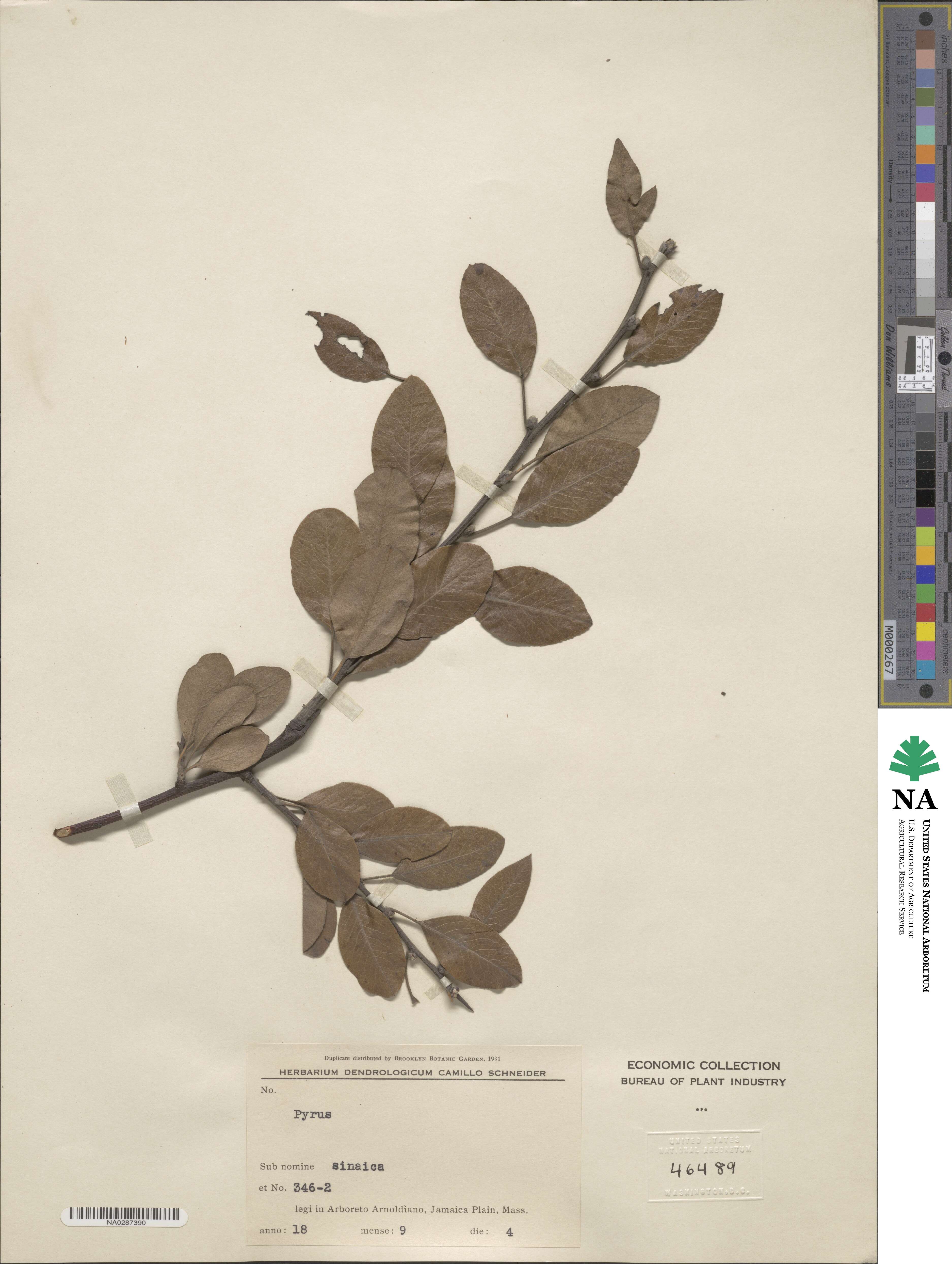 Pyrus sicanorum image