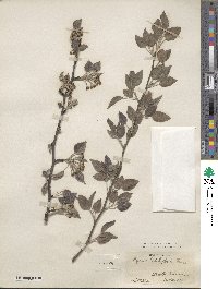 Pyrus betulifolia image