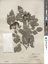 Pyrus betulifolia image