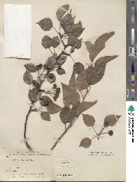 Pyrus betulifolia image