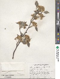 Pyrus betulifolia image