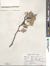 Pyrus betulifolia image