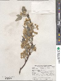 Pyrus betulifolia image