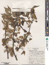 Pyrus betulifolia image