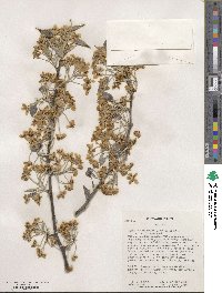 Pyrus betulifolia image