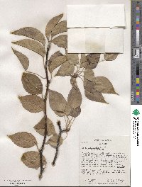 Pyrus betulifolia image