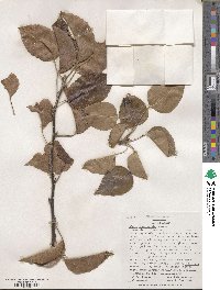 Pyrus betulifolia image